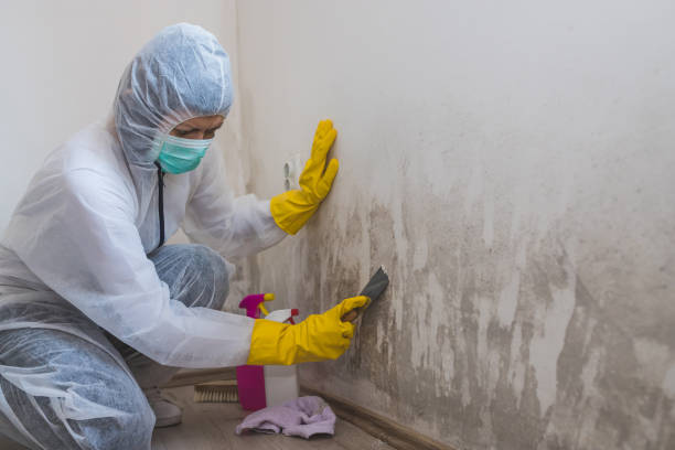 Best Kitchen Mold Remediation in Cordele, GA