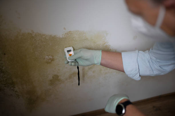 Best Localized Mold Remediation (e.g., coastal areas, humid climates) in Cordele, GA